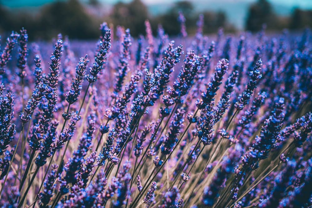 champs de lavande lavande luberon provence lavender bodyandfly travel blog