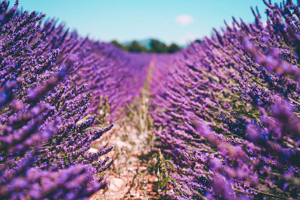 champs de lavande lavande luberon provence lavender bodyandfly travel blog