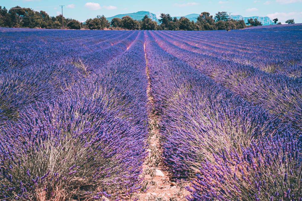Où trouver les plus beaux champs de lavande en France ?